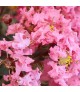 Lagerstroemia indica 'Shell Pink' - Selyemmirtusz