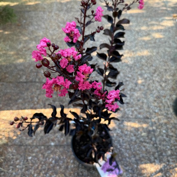 Lagerstroemia indica 'Shell Pink' - Selyemmirtusz