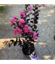 Lagerstroemia indica 'Shell Pink' - Selyemmirtusz