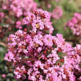Lagerstroemia indica 'Rhapsody' - Selyemmirtusz