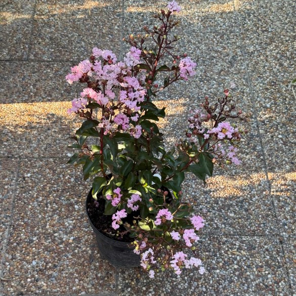 Lagerstroemia indica 'Rhapsody' - Selyemmirtusz