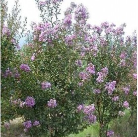 Lagerstroemia indica 'Petite Orchid' - Selyemmirtusz