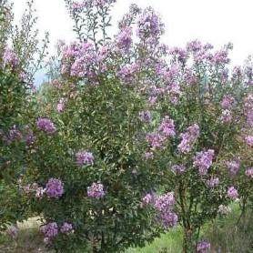 Lagerstroemia indica 'Petite Orchid' - Selyemmirtusz