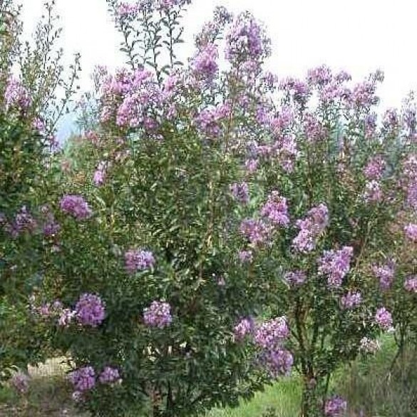 Lagerstroemia indica 'Petite Orchid' - Selyemmirtusz