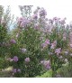 Lagerstroemia indica 'Petite Orchid' - Selyemmirtusz