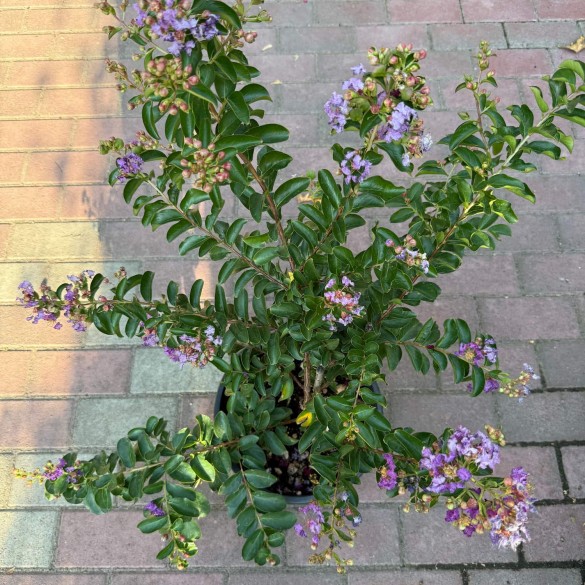 Lagerstroemia indica 'Petite Orchid' - Selyemmirtusz