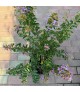 Lagerstroemia indica 'Petite Orchid' - Selyemmirtusz