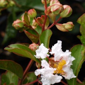 Lagerstroemia indica 'Petite Snow' - Selyemmirtusz