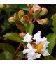 Lagerstroemia indica 'Petite Snow' - Selyemmirtusz