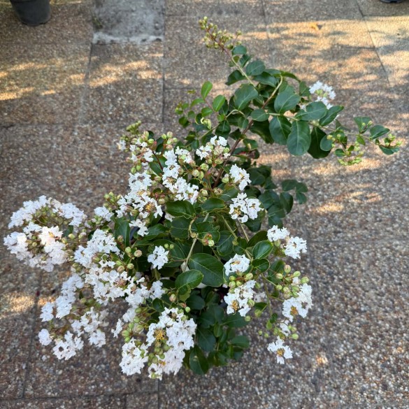 Lagerstroemia indica 'Petite Snow' - Selyemmirtusz