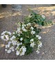 Lagerstroemia indica 'Petite Snow' - Selyemmirtusz
