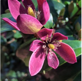 Magnolia Stellar Ruby