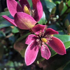 Magnolia Stellar Ruby