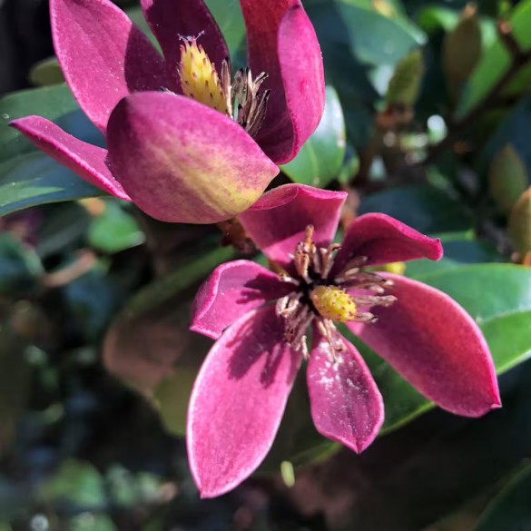 Magnolia Stellar Ruby