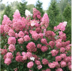 Hydrangea paniculata fire light