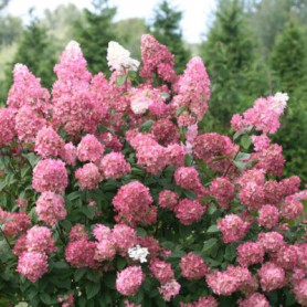 Hydrangea paniculata fire light