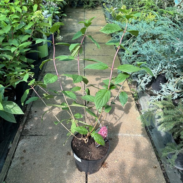 Hydrangea paniculata fire light