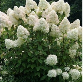 Hydrangea paniculata phantom