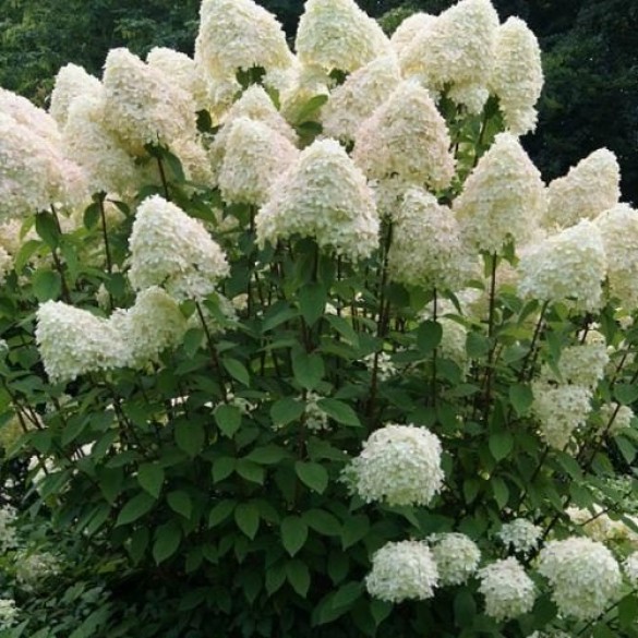 Hydrangea paniculata phantom