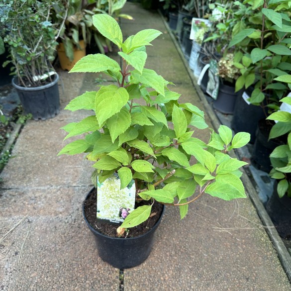 Hydrangea paniculata phantom