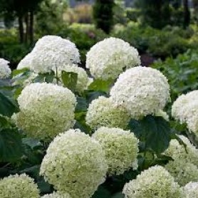 Hydrangea arborescens Strong Annabelle