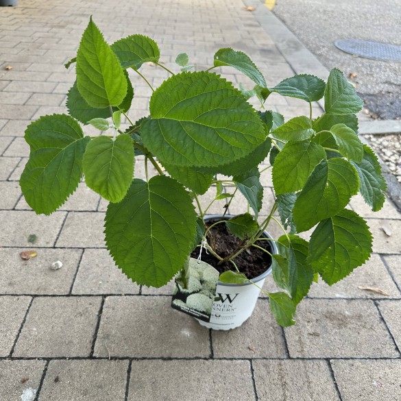 Hydrangea arborescens Strong Annabelle