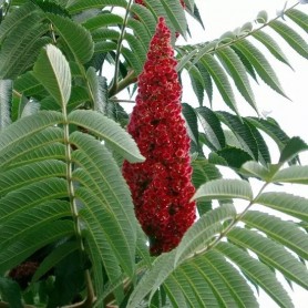 Rhus Typhina