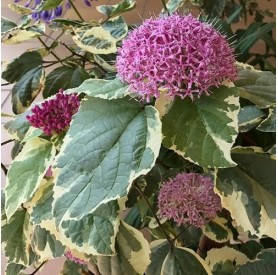 Clerodendrum bungei Pink Diamond