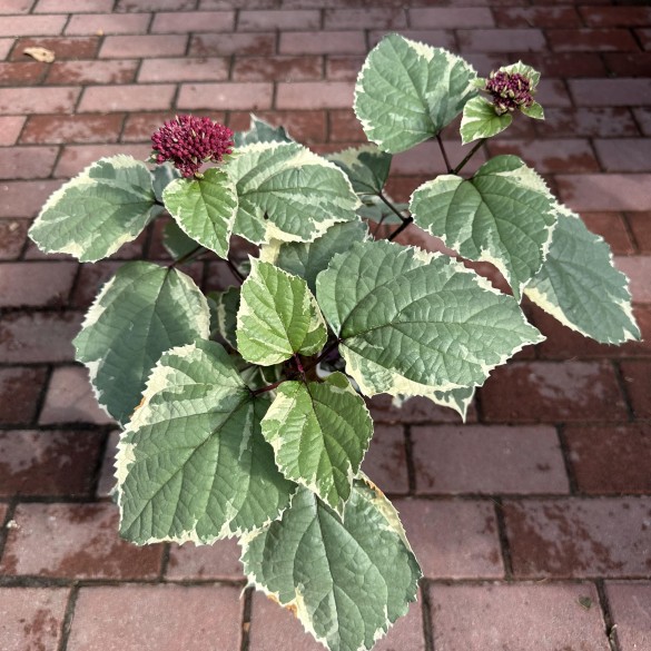 Clerodendrum bungei Pink Diamond