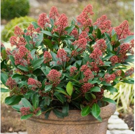 Skimmia japonica Rubella