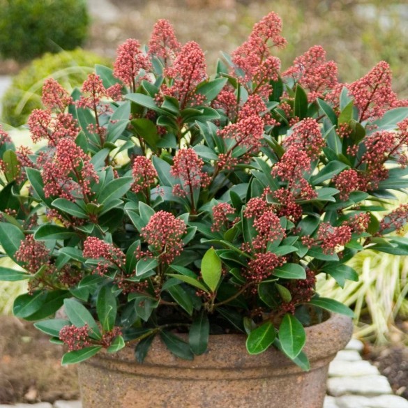 Skimmia japonica Rubella