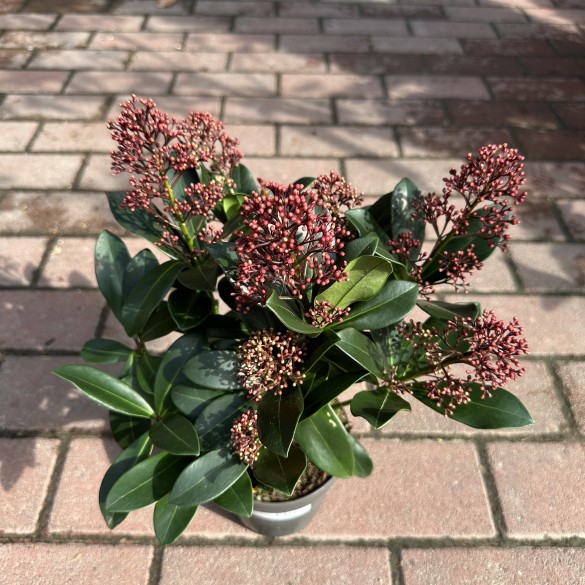 Skimmia japonica Rubella