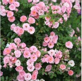 Rosa Miniature Pink