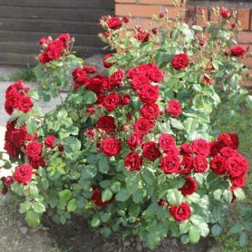 Rosa miniature Red