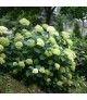 Hydrangea arborescens Lime Rickey