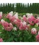 Hydrangea paniculata Pinky Winky