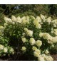 Hydrangea paniculata Silver Dollar