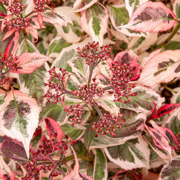 Hydrangea Euphoria Pink