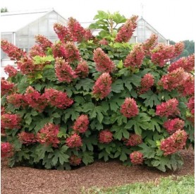 Hydrangea Quercifolia ruby slippers