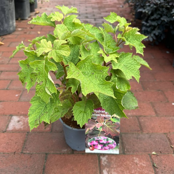 Hydrangea Quercifolia ruby slippers