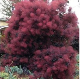 Cotinus coggygria Royal Purple