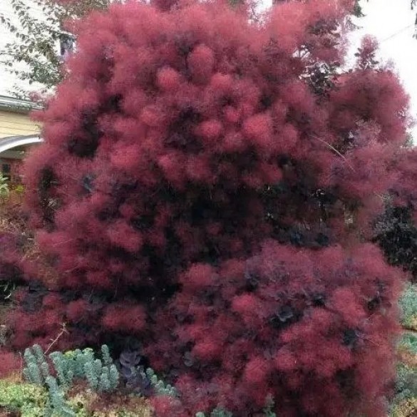 Cotinus coggygria Royal Purple