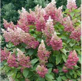 Hydrangea Magical Candle