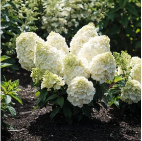 Hydrangea paniculata Magical Mont Blanc