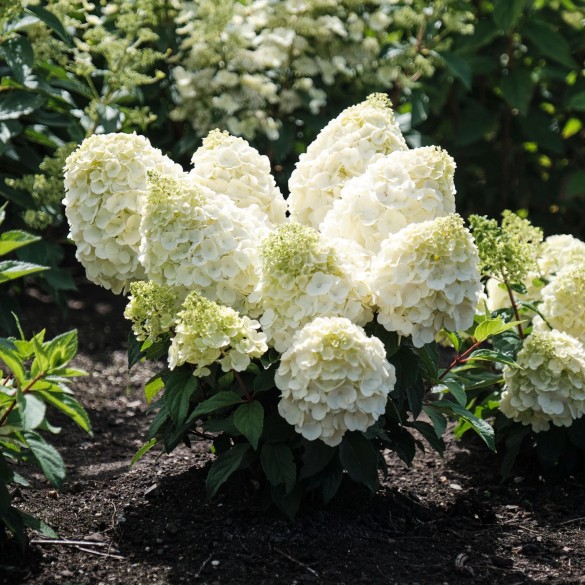 Hydrangea paniculata Magical Mont Blanc