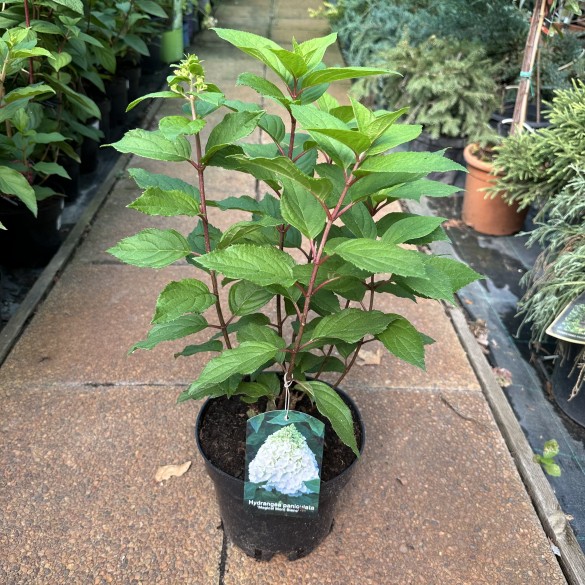 Hydrangea paniculata Magical Mont Blanc