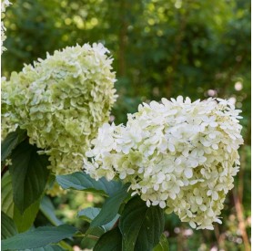 Hydrangea paniculata Polar Bear