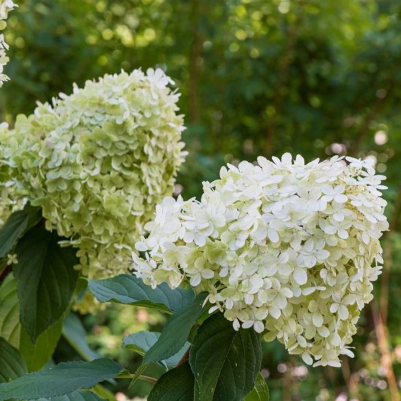 Hydrangea paniculata Polar Bear