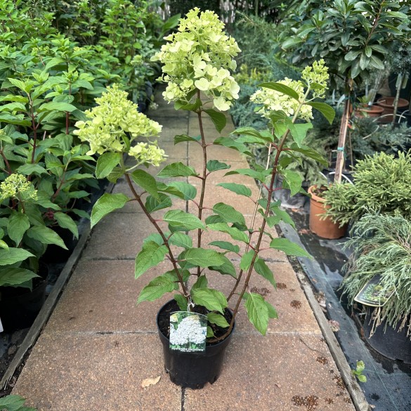 Hydrangea paniculata Polar Bear