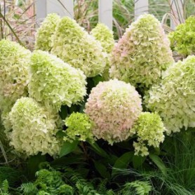 Hydrangea paniculata pinkachu